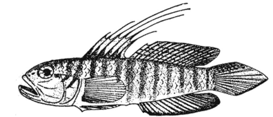 Lesueurigobius sanzoi_01.jpg